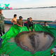 qq The discovery of the world’s largest freshwater fish stirs intrigue, as fishermen reel in a mysterious river creature weighing as much as a grizzly bear.
