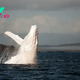 LS ””A Close Encounter with Migaloo – the unique white humpback whale worldwide.” ‎”