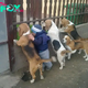 dung..Heartwarming Innocence: 4-Year-Old Boy’s Inspiring Daily Ritual with His Puppies Touches Millions Worldwide as He Greets Parents Returning from Work!..D