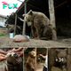 Heartwarming Story! Rescue two bears from being chained for many years