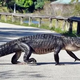 .Emotional Journey: 3-Meter Crocodile Ventures Onto City Shoreline in Search of Missing Offspring, Eliciting Fear Among Police and Residents Alike..D