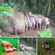 Lamz.Maternal Valor: The Courageous Journey of a Sow Escaping the Farm to Protect Her Unborn