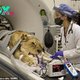 f.The rescued lioness underwent sterilization surgery after years of dramatic inbreeding.f