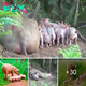 Love Story! The tale of a brave sow’s fɩіɡһt from the farm to safeguard her unborn gcs