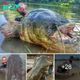 ST “Setting Records: Fisherman Catches Enormous Fish from Italian River after Epic 43-Minute Battle!” ST