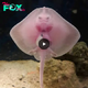 Observation of a pink stingray-like fish with developed but completely shapeless legs.