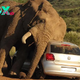 qq As a New Elephant in South Africa Displays Agitation, Tourists Prudently Stay Inside Their Vehicles.