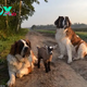 rr Bound by Affection: The Heartwarming Story of Julie and Basiel, Two Canine Companions, and Their Unexpected Friendship with a Goat, Shedding Light on the Splendor of Harmony and Delight in a Tranquil Farm Setting.