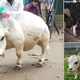 f.Unbelievable discovery of the world’s smallest cow, dominating the world at only 20 inches.f