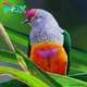 QL Explore The Breathtaking Realm Of Vibrant Fruit-Eating Pigeons ‎