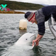SA. “Tender Journey: Dolphin’s 50km Trek to Bestow a Sweet Kiss, Celebrating an Extraordinary Interspecies Connection!”.SA