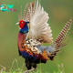 QL Feathers and Grace: An Ode to the Stunning Ring-necked Pheasant’s Natural Beauty ‎ ‎