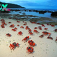 LS ””The Magnificent Showcase of Nature: Myriad Red Crabs Converge in a Captivating Mating Ritual, Transforming Christmas Island into a Breathtaking Exhibition of Natural Splendor.””