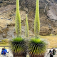 MS  “Rare Spectacle: ‘Queen of the Andes’—World’s Largest Bromeliad—Blooms Once in a Century” MS