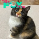 SY Introducing Cozy: The charming kitten, adorned with velvety fur and a unique appearance, has garnered considerable interest on social platforms.