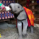 SZ “An act of human kindness gives a baby elephant a fresh start, a heartwarming gesture that sparks hope and renewal. ‎” SZ