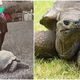 SZ “Jonathan is the world’s longest living turtle, this turtle is 190 years old and his newborn babies are ‎” SZ
