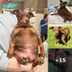 Tiny Dog Arrives At Shelter So Chubby He Can Barely Move