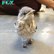SA.Little Injured Bird Receives Tiny ‘Snowshoes’ And Gets Back On Her Feet.SA