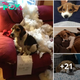 Lamz.Paws and Pickles: Tales of Mischief with Our Beloved Beagle