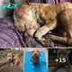 Witness the incredible transformation of this adorable pup! Rescued from a heartbreaking situation, he’s now showing off his true beauty and sweet personality.