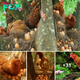 Nature’s Wonders in Rural Vietnam: Hens Laying Eggs on Tall Trees