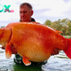 Aww Looks like we’ll be upgrading to a bigger fish tank! A British angler reels in one of the largest goldfish ever caught.