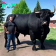 I recently spent $6,500 on this registered Black Angus bull