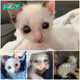 STB Huge-eyed yet smaller-than-average kitten clings to the family that saved his life and grows into a stunning cat. STB