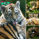 New Arrivals: Siberian Tiger Cubs Make Debut at Kent’s Howletts Wіɩd Animal Park. nobita