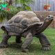 SZ “Marvelous! Prepare to be dazzled by the awe-inspiring spectacle of life as a venerable 70-year-old Galapagos tortoise defies the sands of time to become a nurturing mother to eight precious offspring, a beacon of hope shining bright for their endangered species ” SZ