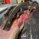 son.Fishermen discovered a giant python swallowing a giant crocodile alive inside, surprising witnesses. (video) ‎