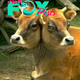 son.The amazing life of the two-headed calf ‘mігаcɩe’ has become a symbol of luck and magic in India.