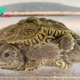 SZ “Enter the realm of wonder and marvel at the extraordinary discovery of an unparalleled marvel of nature: a rare two-headed, six-legged diamondback turtle unearthed in the enchanting environs of Barnstable, MA. ” SZ