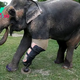 SKTT0-The elephant shows evident joy as he walks on his new legs for the first time.