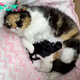 SM. “From Yard to Home: Cat’s Transition Indoors Welcomes Her Kittens to a Cozy Sanctuary” SM