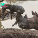 sao. “Acts of Wildlife Heroism: Rhino’s Courageous Rescue of a Stranded Newborn Zebra from Muddy Peril”.sao