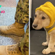 SH.”Quest for shelter: The stray dog named Lexi embarked on a journey of over 30km to find a military base, where the dog showed warm affection, appealing to the soldiers to adopt her.SH