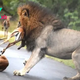 SAO. “Wild Feast: Bold Lion’s Voracious Appetite Claims Seven Impalas in South Africa”.SAO