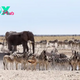 Why Etosha National Park Is the Safari Experience You Can’t Miss