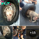Tire-Trapped Stray Dog Gets Rescued And Receives A Heartwarming Surprise
