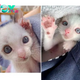 1S.A tiny kitten with large eyes, smaller than usual, finds refuge with a family that rescued it, and eventually blossoms into a beautiful cat.