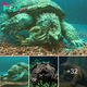 Lamz.Jaws of Nature: Massive Turtle Caught on Camera Feasting on a Large Crab in US Waters!