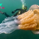Aww Incredible! A colossal jellyfish measuring 10 feet has been sighted off the coast of England.