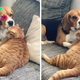 SO. (VIDEO) “Caught in the Act: Sneaky Canine Pauses Mid-Lick During Cat Grooming Session”.SO