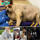 Obese Dog Left For Dead Ends Up Living Greatest Life With Actress Jane Lynch