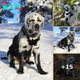 Internet Goes Crazy Over Beautiful Black Labrador With Vitiligo