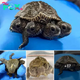 How Amazing! An exceptional two-headed, six-legged diamondback terrapin found in Barnstable