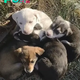 Seven Abandoned Puppies Felt Scared As They Kept Crying And Calling For Their Lost Mom