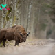 Europe’s Last Wilderness: The Ancient Forest of Bialowieza That Time Forgot